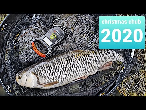 Christmas Chub.River Swale