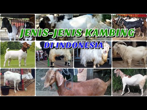 , title : 'JENIS-JENIS KAMBING DI INDONESIA'