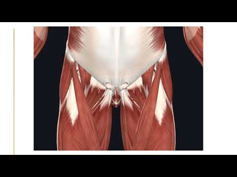 Bio 50A: Muscles that move the thigh part 1