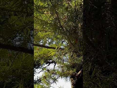 シジュウカラが夜寝る場所