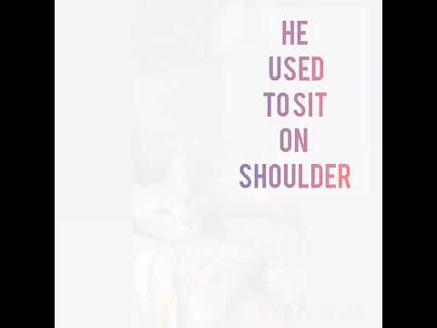 MY CAT'S LOVELY 😍😍😍 MASHAALLAH ❤️❤️❤️