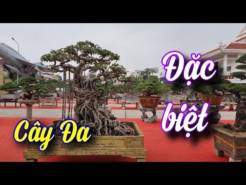 SH.6935. Cây Đa rất đặc biệt tại triển lãm Cây cảnh nghệ thuật Hưng Yên.