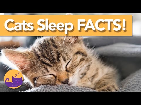 INTERESTING Facts About Cat Sleep! | Why Do They SNORE?!💤