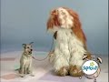 Elmo S World Barkley S Appearance Dogs Sprout Broadcast
