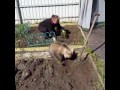 Karhu auttaa puutarhatöissä