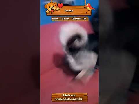 Vídeo de Trovão