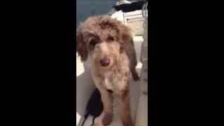 Chips Life - Standard Aussiedoodle - Dreamydoodles.com