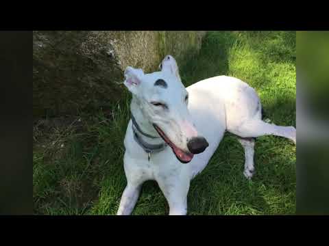 Domino, an adopted Greyhound in Swanzey, NH_image-1