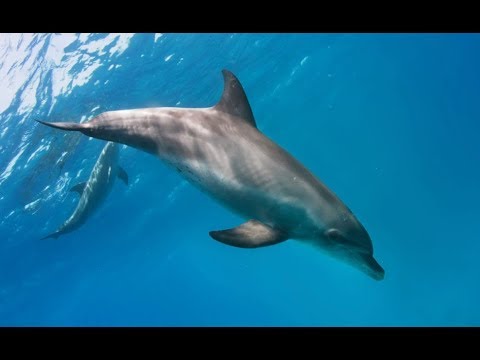 This Planet 6/15/18: Dolphin Talking, Sea Level Rising, & Carbon