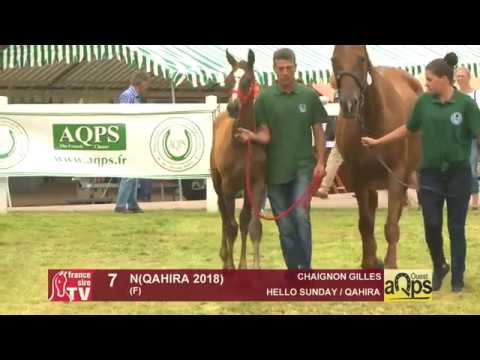 Show AQPS Ouest 2018 : Lot 7 - N(QAHIRA 2018)