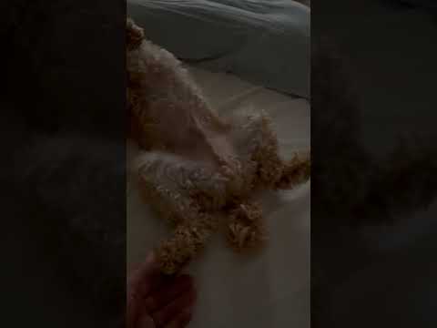 経営学科 ママのベッドの真ん中に陣取るトイプードル10ヶ月 #toypoodle #トイプードル #puppy
