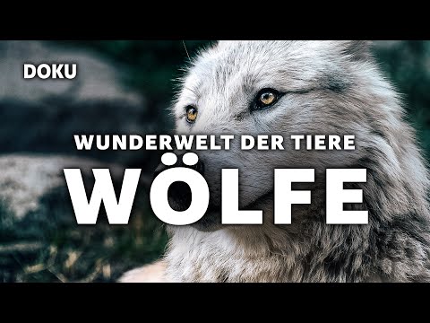 Wunderwelt der Tiere - Wölfe (Wölfe in Europa, Wölfe in Deutschland, Wolf Doku deutsch, Tierdoku)
