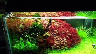 Chihiros LED WRGB II 120 130W 120-140cm s kontrolérom