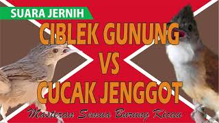 Download lagu Ciblek Gunung VS Cucak Jenggot (Masteran Semua Jenis Burung Kicau,Murai Batu,Kacer poci,Cucak Ijo mp3 Download lagu Ciblek Gunung VS Cucak Jenggot (Masteran Semua Jenis Burung Kicau,Murai Batu,Kacer poci,Cucak Ijo mp3