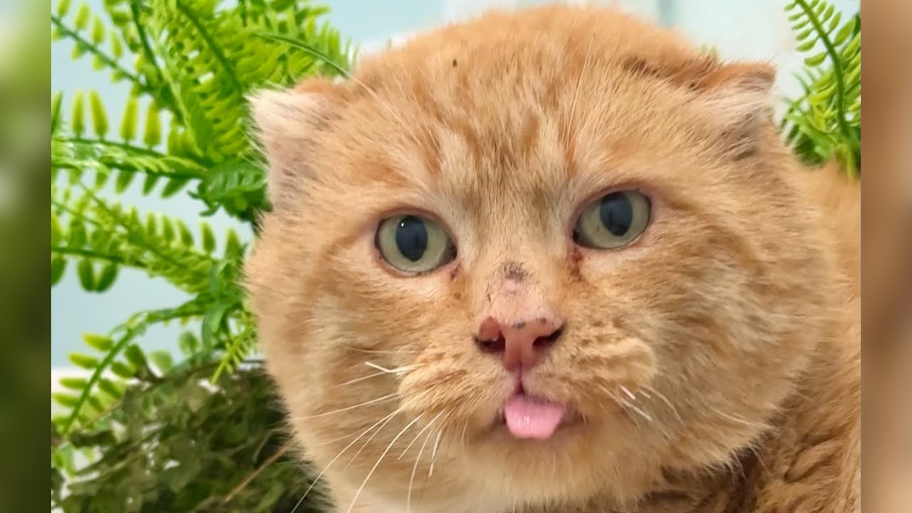 LIVE: Rescue kitty Mister is giving birth!  She's very demure, very mindful.