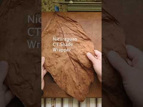 From Ragged Leaves to Elegant Cigar: Rolling a Nicaraguan Lancero