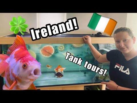 BIGGEST RYUKIN IN IRELAND? Aquarium visit (Tank tours)