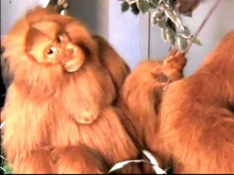 Orangutan Animated From Hansatoy.dk