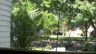 preview picture of video 'The View From My Couch (Majesty Palm Tree) - Tropical Plants in Minnesota'