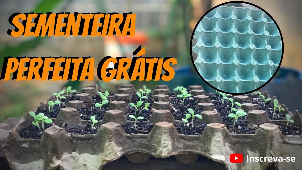 SEMENTEIRA-COMO FAZER MUDA DE ALFACE-SEMENTEIRA CASEIRA COM CAIXA DE OVOS-COMO PLANTAR ALFACE.