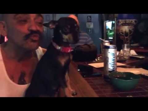 Momo the chi at the chee chee club