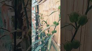 Download lagu shilla baru ka #youtubeshorts mp3