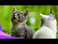 Murattal Al Quran Juz 1 Animal Background