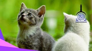 Download lagu Murattal Al Quran Juz 1 Animal Background- Latar Video Hewan HD Quran for Kids mp3 Download lagu Murattal Al Quran Juz 1 Animal Background- Latar Video Hewan HD Quran for Kids mp3