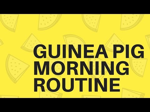 Guinea Pig Morning Routine !!!