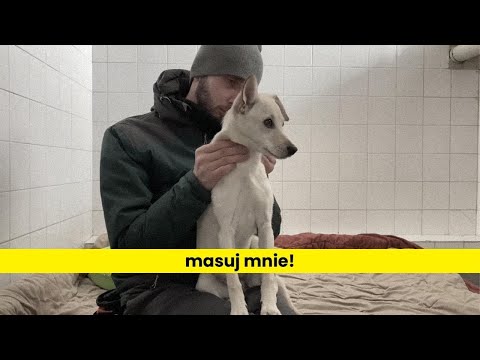 Masaż w pracy z psem lękliwym