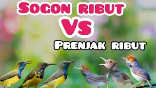Download lagu Suara Pikat Sogon Ribut Kombinasi Prenjak Ribut Paling Joss😁 mp3 Download lagu Suara Pikat Sogon Ribut Kombinasi Prenjak Ribut Paling Joss😁 mp3