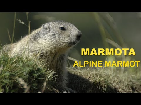 Marmota ( Marmota marmota ) Marmot