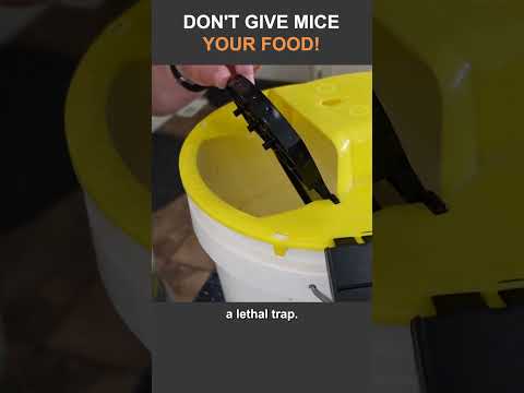 Hacks to Control Mice In and Around Your Home