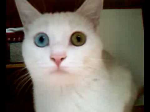 Loula le plus beau des chats