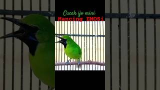 Download lagu Pancingan Cucak Ijo Mini Mancing Emosi🔥🔥 mp3
