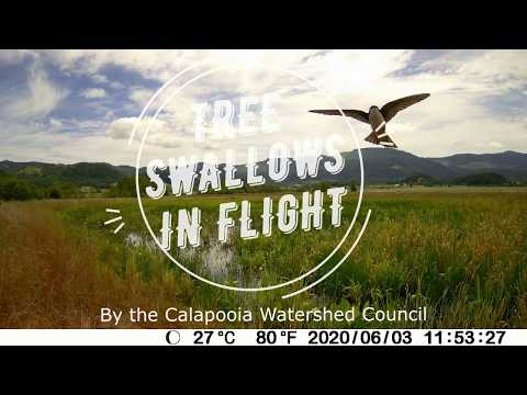 Tree Swallows in Flight