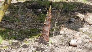 Gentle wind in Spring 春のそよ風【4K/30fps】-2025/4/21-