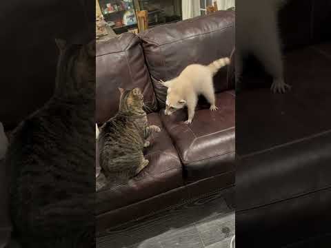 Cats and other animals #funnycats #catvideos #pets #funnyanimals #cute