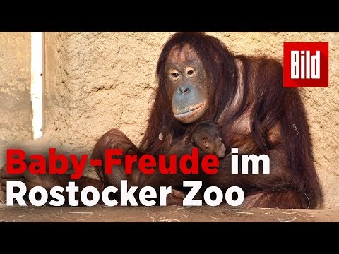 Baby-Glück im Rostocker Zoo – Nachwuchs für Orang-Utan-Dame Dinda