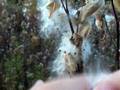 Usefull Plants: Milkweed - Part 3
