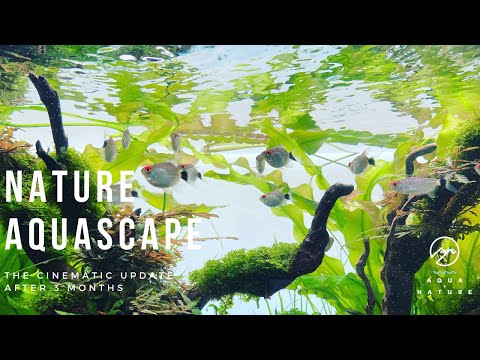 Cinematic Aquascape Update: ADA 60p Nature Aquarium Style by Aqua Nature