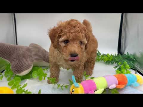 子犬の動画