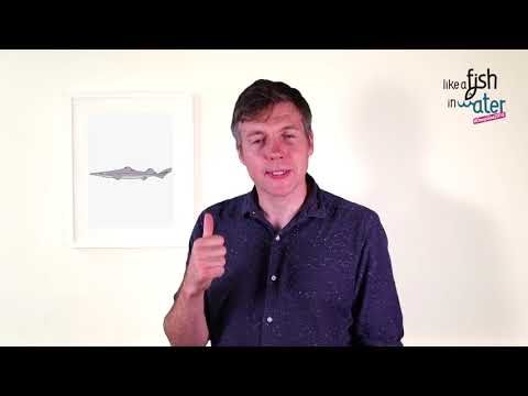 Bird Beaked Dog Fish HD 1080p