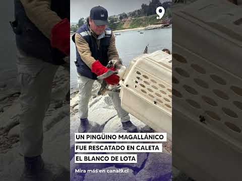 Un pingüino magallánico fue rescatado en Caleta El Blanco de Lota
