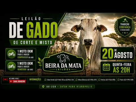 Beira da Mata Leilões - Uruana GO - Leilão de Gado de Corte em Goiás @canal.boiadeiro #live #gado