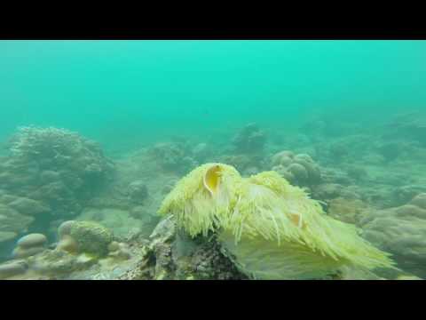 More Yellow Skunk Clownfish with a couple on nudibranchs