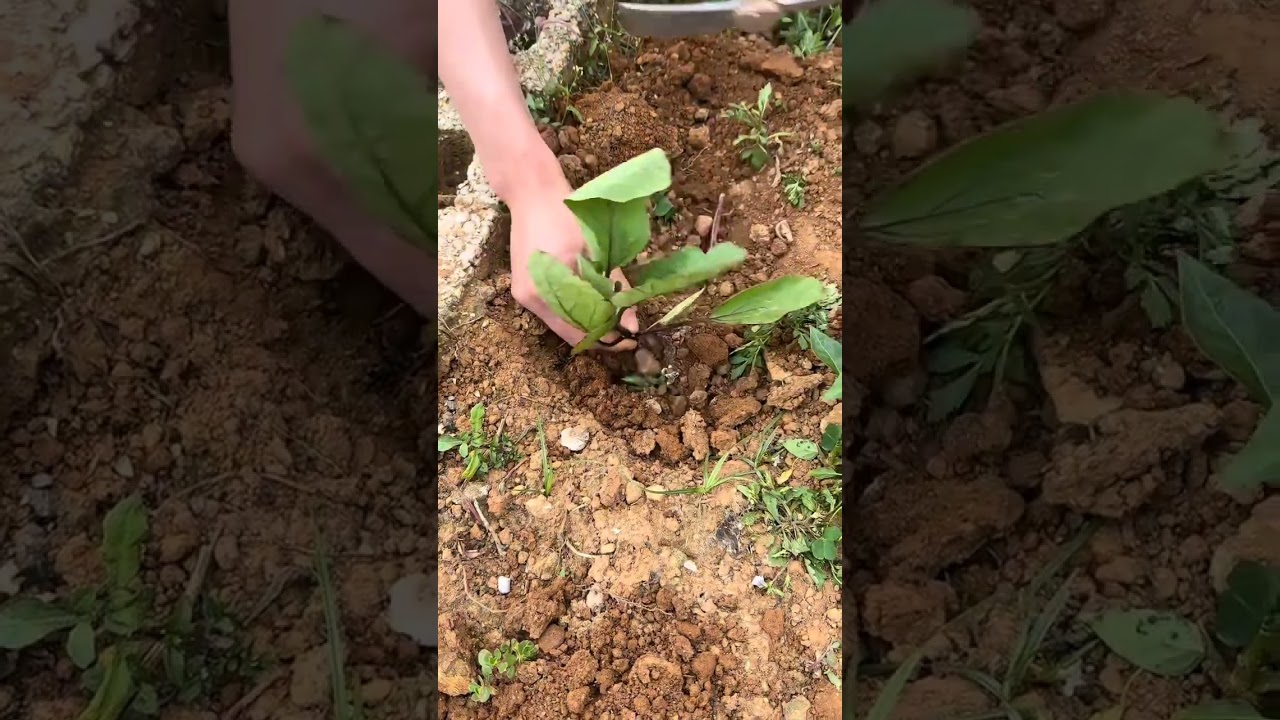 RT 231 mini rotary tillage and ridging all-in one tree 🌴