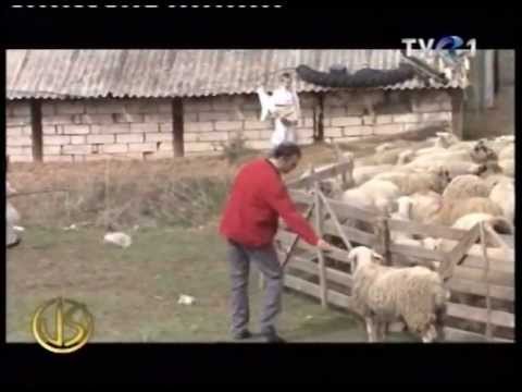 Povesti de succes Ep7: Ioan Chitic a realizat o brinzarie la standarde europene