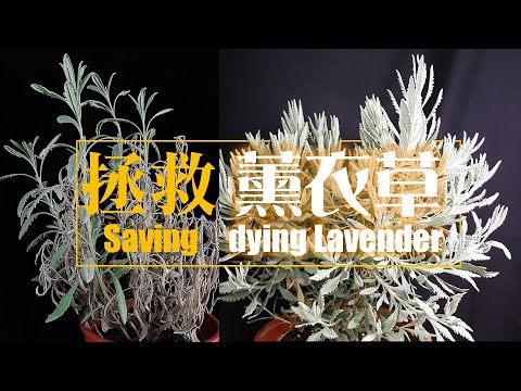 羽葉薰衣草枯萎