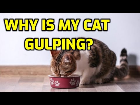 Cat Makes Gulping Noise When Swallowing